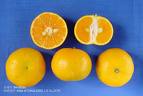 橘子.jpg